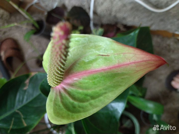 Антуриум jaguar Грин