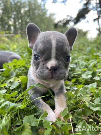 Французский бульдог