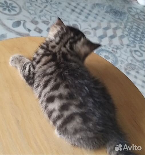 Шотладские пушистики