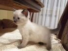 Котята породы охос-азулес(тайская) объявление продам