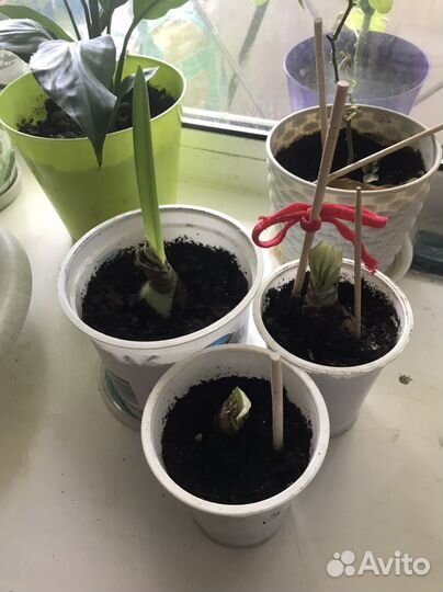 Гиппеаструм