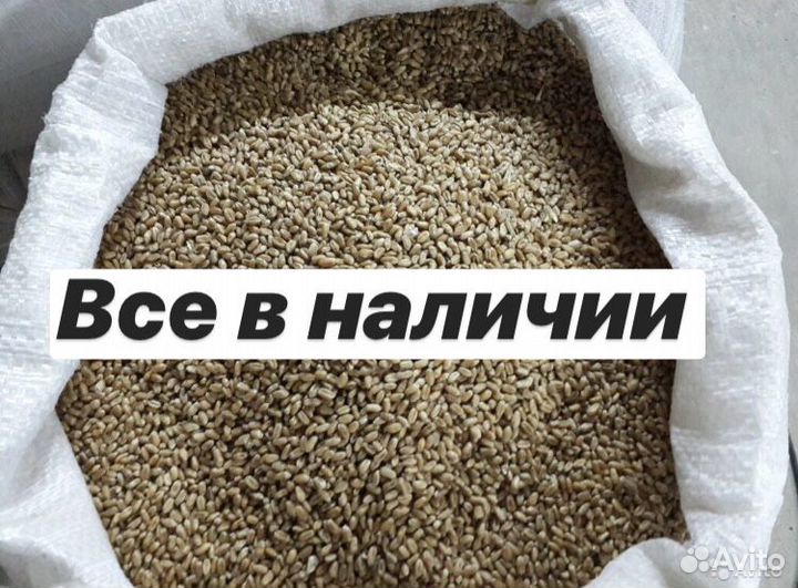 Пшеница, ячмень, отруби, овес, комбикорма