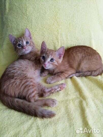 Котята в добрые руки бесплатно