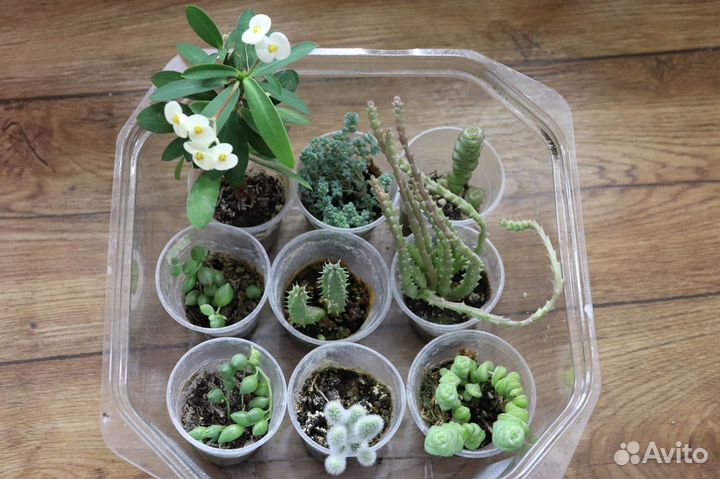 Кактусы, суккуленты