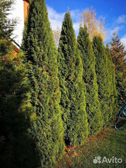 Туи брабант