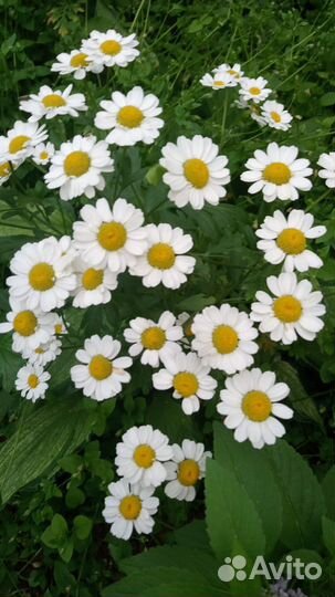 Пижма девичья