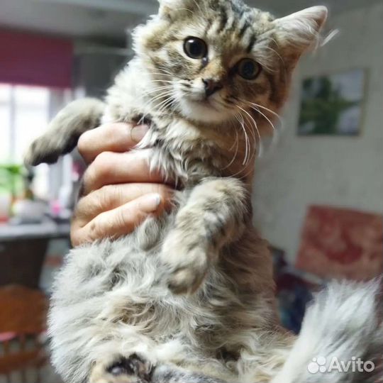 Кошка в дар бесплатно