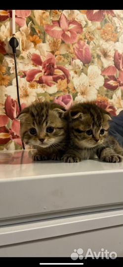 Шотландская