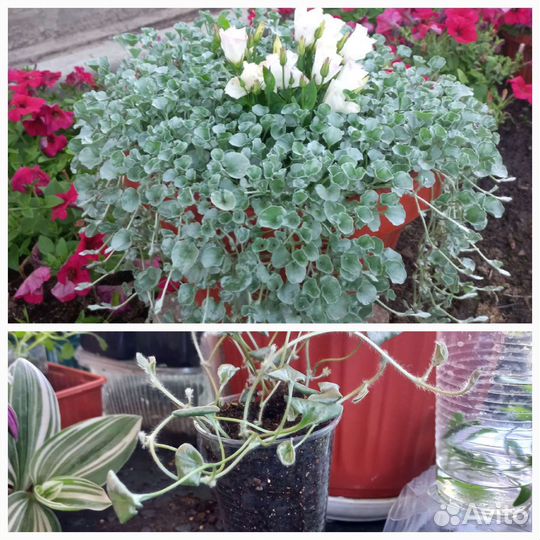 Обриета, традесканция, Дихондра, фикусы