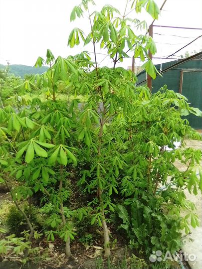 Деревья,Каштан конский