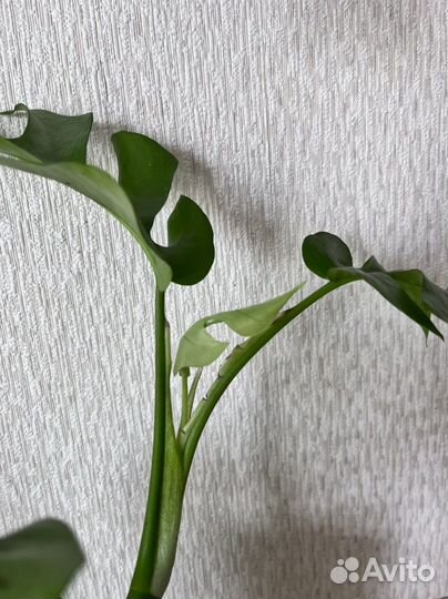 Монстера минима