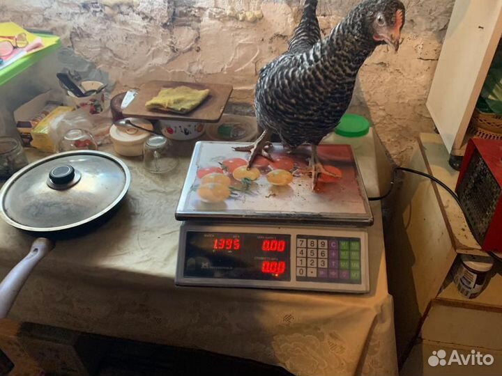 Куры Несушки