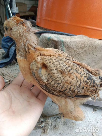 Цыплята Брама