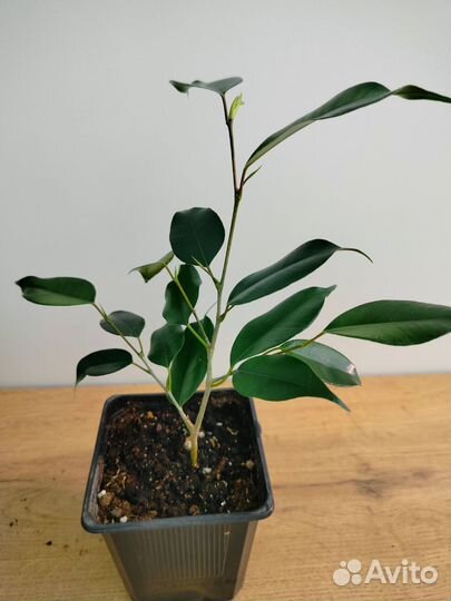 Фикусы бенджамина и эластик черенки