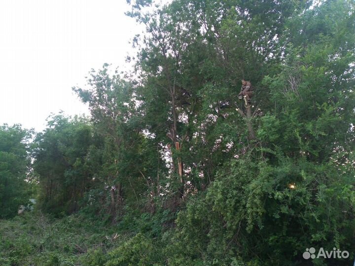 Спил деревьев, вывоз