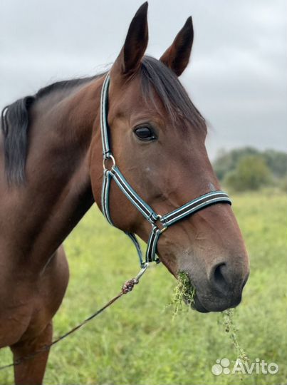 Лошадь в аренду