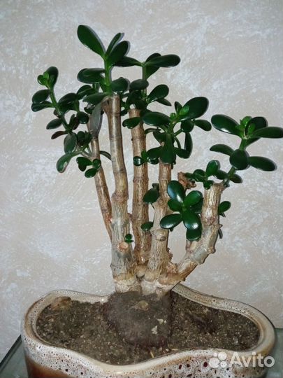 Крассула бонсай