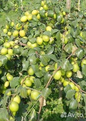 Саженцы унаби. Привиты на холодостойких подвоях