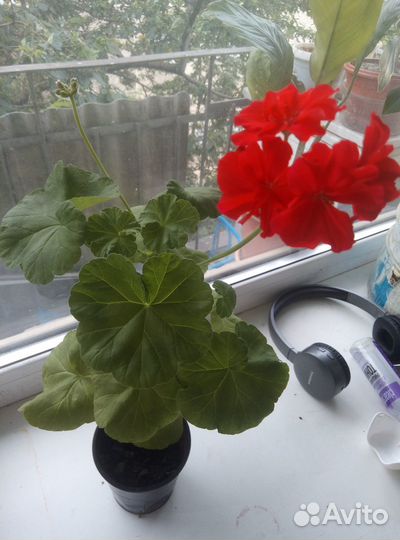 Продам герань в цвету