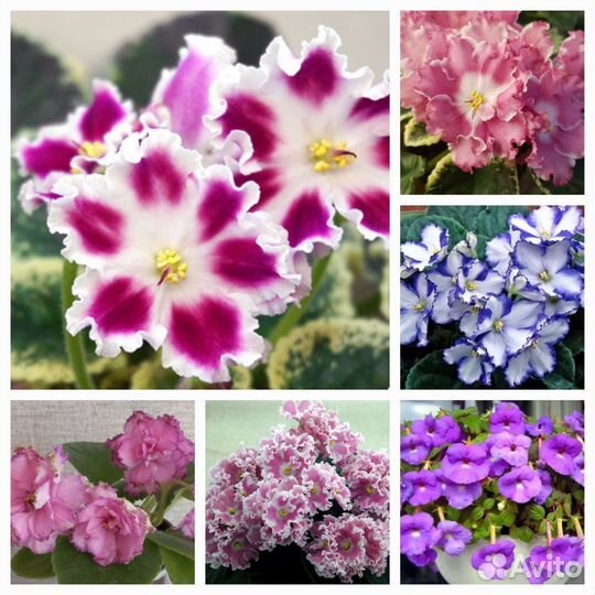 Детки сортовых фиалок. Набор