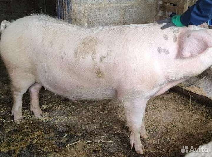 Хряк на мясо