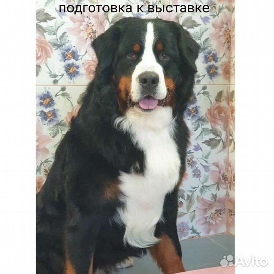 Услуги грумера