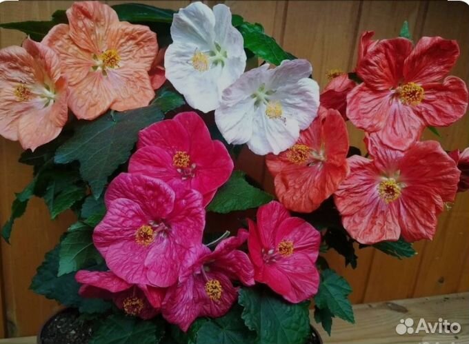 Абутиллон комнатный