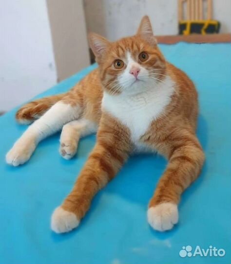 Котик Листик в добрые руки