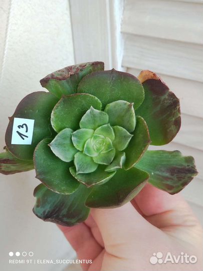 Эониум. Редкие вариегатные эониумы. Суккуленты