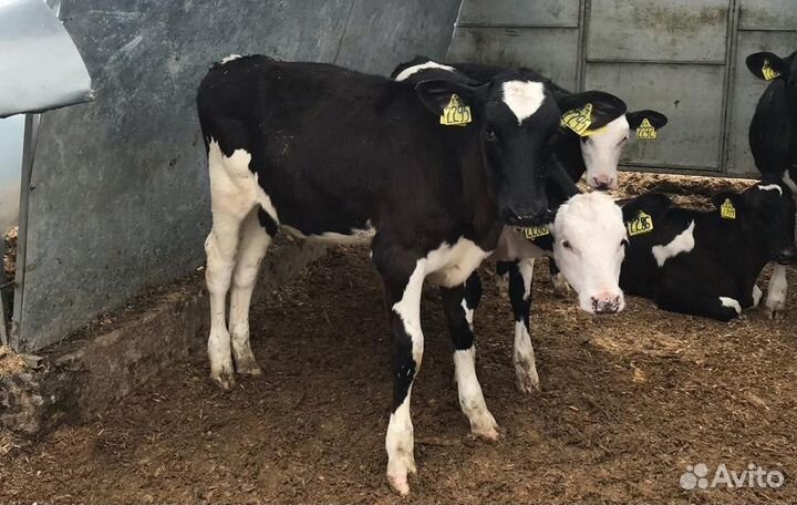 Бычки телята