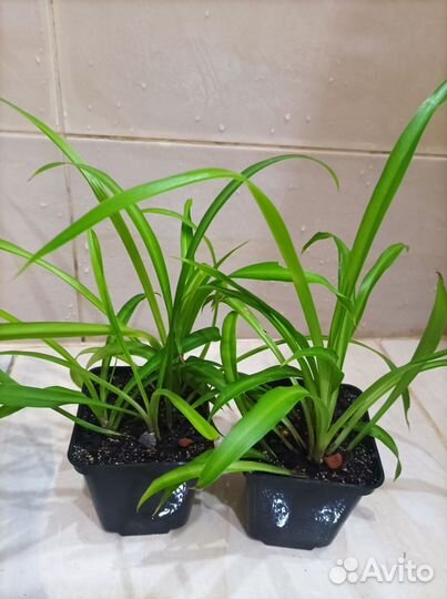 Филодендроны, замиокулькас Зензи, гипоэстес и др