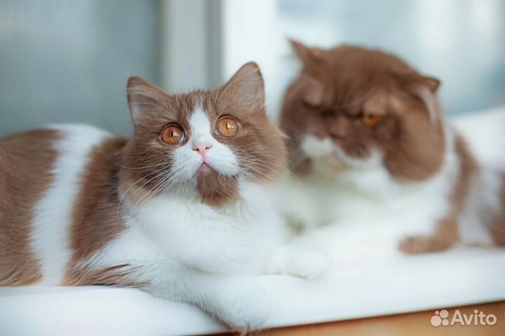 Британский мальчик 4.5 месяцев