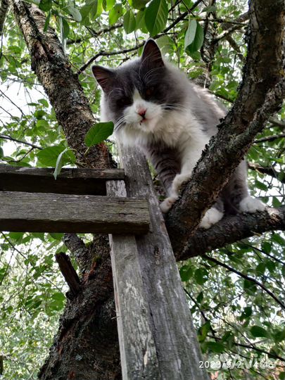 В добрые руки