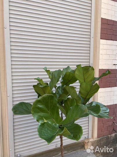 Фикус Лирата