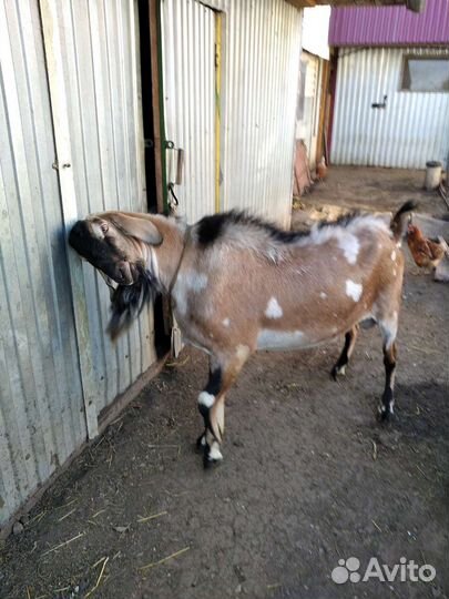 Козёл вязка