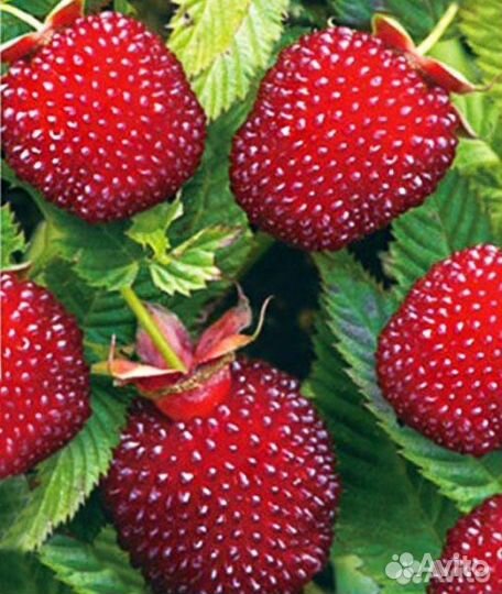 Тибетская малина