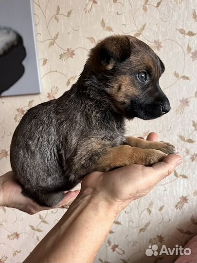Собака в добрые руки щенок
