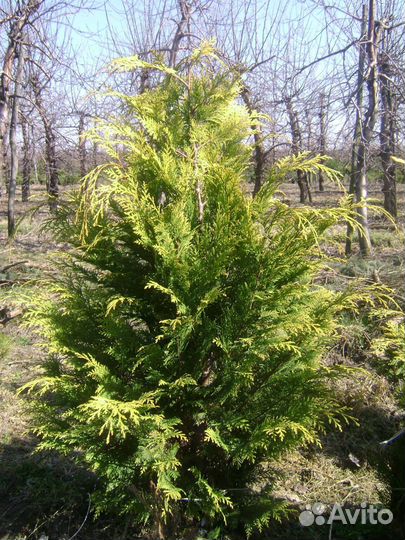 Кустарники, хвойники, цветы