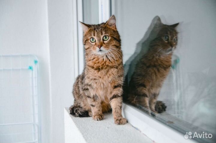 Кот Проша