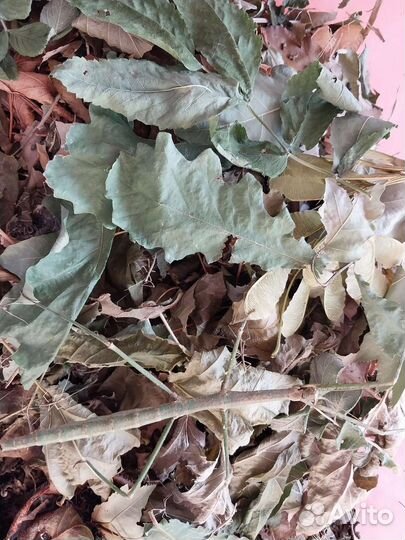 Аннамские палочники (малыши)