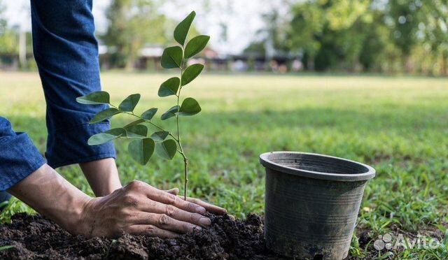 Грунт плодородный