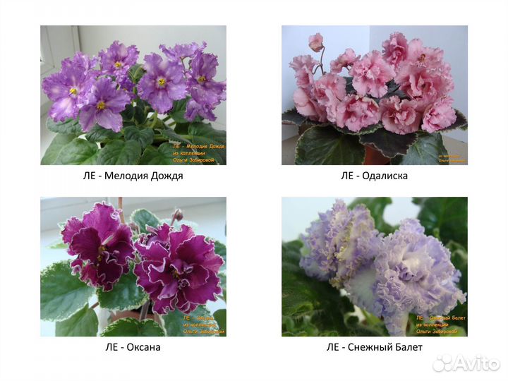 Фиалки. Продаются детки сортовых фиалок. Июль