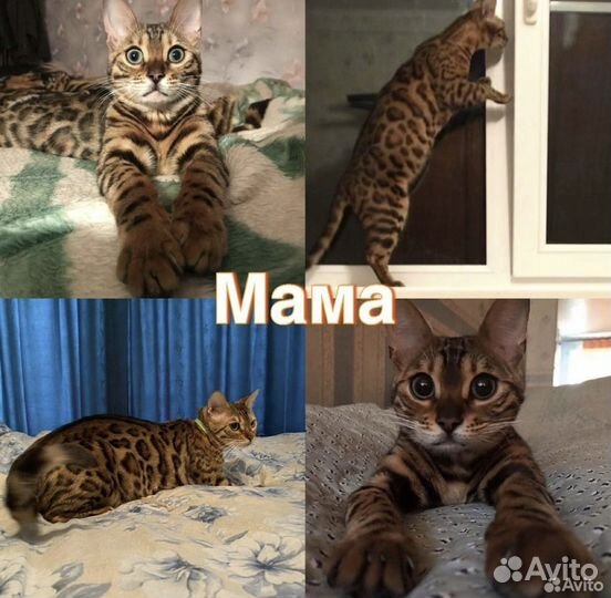 Бенгальский котенок котик