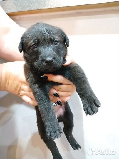 Щенки лабрадора бесплатно