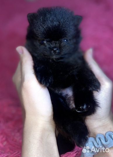 Щенки шпица