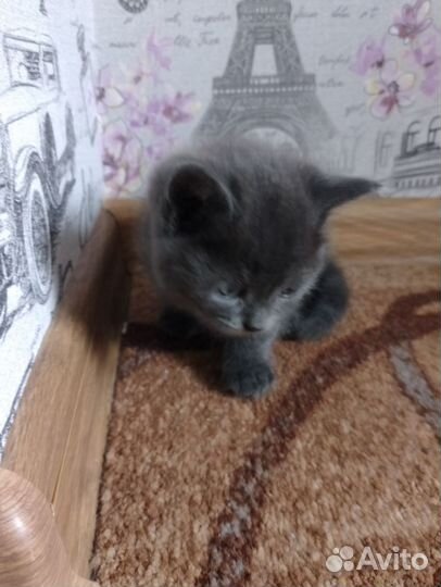 Британская