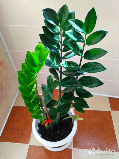 Замиокулькас,долларовое дерево