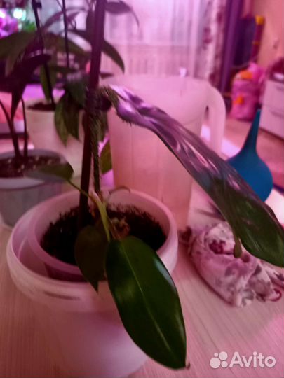 Филодендрон