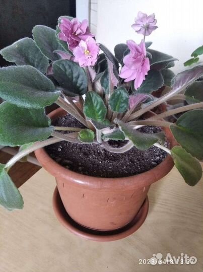 Фикус Бенджамина и фиалки