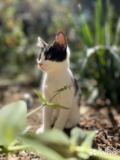 Отдам котенка